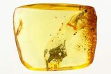 Fossil Digger Wasp (Crabronidae) In Baltic Amber #273293-1